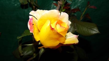 Golden Beauty in Bloom wallpaper