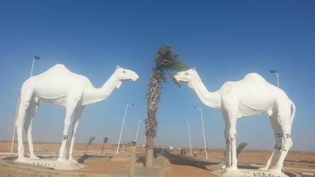 Camels Under the Blue Sky in Tantan Morocco wallpaper