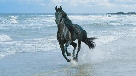 Majestic Horse Galloping on the Beach wallpaper