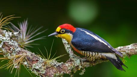 Vibrant Woodpecker on a Tree Branch wallpaper