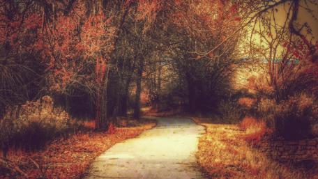 Autumn Pathway Through Enchanting Woods wallpaper