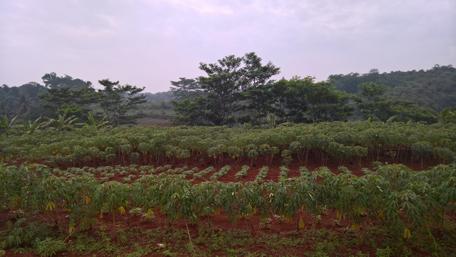 Lush Cassava Landscape in Green Fields wallpaper