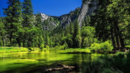 Tranquil Lake in Summer Pines wallpaper