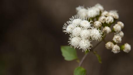 Delicate White Blossoms Embrace Nature's Beauty wallpaper