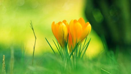 Golden Crocuses in Bloom wallpaper