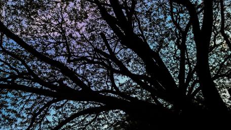 Stunning Silhouette of a Sunset Tree Scene wallpaper