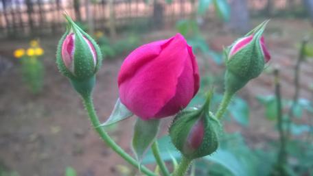 Blooming Beauty of Pink Roses wallpaper