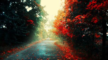 Autumn's Pathway Through Vibrant Foliage wallpaper
