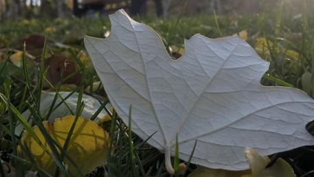 Delicate Autumn Leaf on Fresh Grass wallpaper