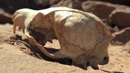 Fascinating Animal Skull in Desert Landscape wallpaper