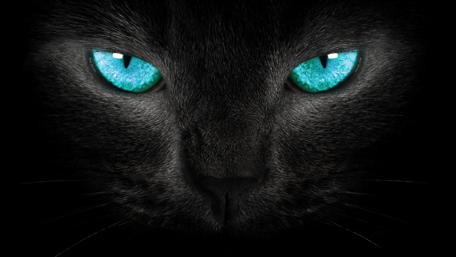Mystic Gaze of the Black Cat wallpaper