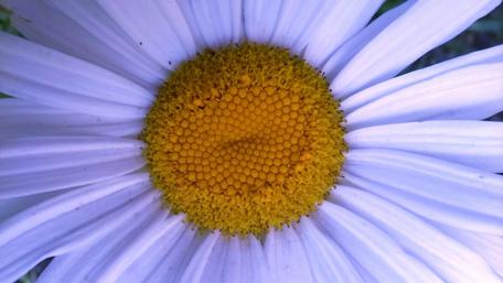 Vibrant Close-Up of a Daisy Flower wallpaper