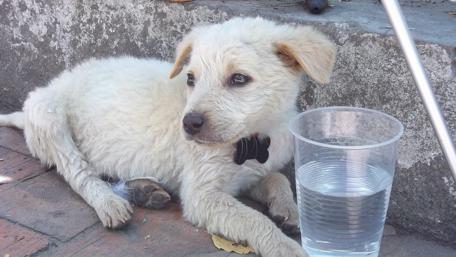 Adorable Retriever Puppy Relaxing by Water Bowl wallpaper