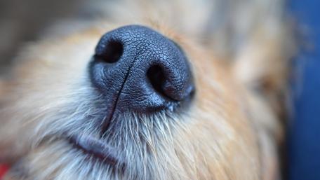 Close-Up of a Adorable Dog's Nose wallpaper