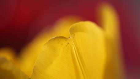 Vibrant Tulip Petals in Stunning Detail wallpaper