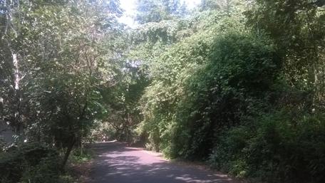 Lush Green Pathway Through Verdant Nature wallpaper