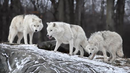 Winter Wolves on the Prowl wallpaper