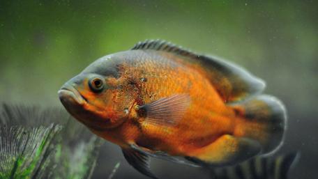 Underwater Elegance of a Goldfish wallpaper