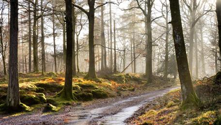 Serene Forest Pathway Under Golden Light wallpaper