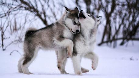 Winter Playtime Pals wallpaper