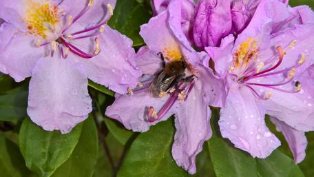Blooming Beauty with Busy Bee wallpaper