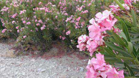 Blooming Pink Oleander in Nature's Beauty wallpaper