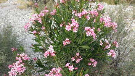 Blooming Pink Paradise in Nature's Embrace wallpaper