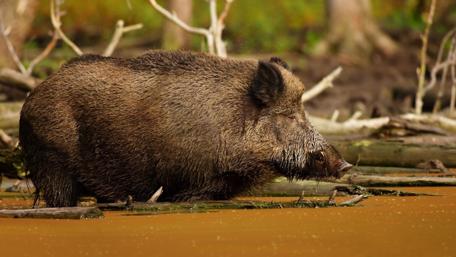Wild Boar in Tranquil Waters wallpaper