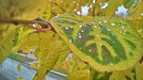 Golden Leaves with Raindrops Glimmering wallpaper