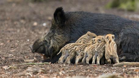 Adorable Piglets Snuggling with Mama Pig wallpaper