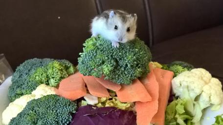 Cute Hamster on a Broccoli Mountain wallpaper