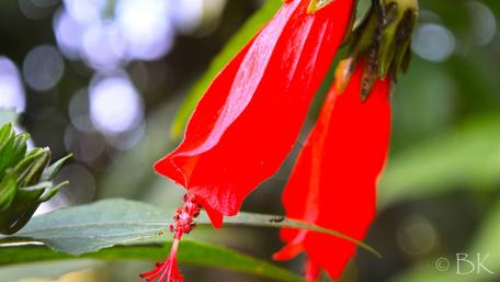 Vibrant Red Blossoms in Nature's Embrace wallpaper