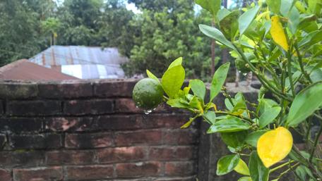 Fresh Citrus and Raindrops Amidst Nature's Beauty wallpaper