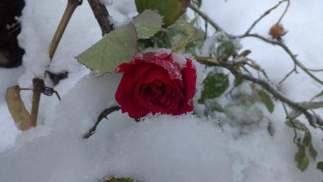 Frozen Beauty of a Red Rose wallpaper