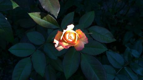 Enchanting Rose Amidst Dark Leaves wallpaper