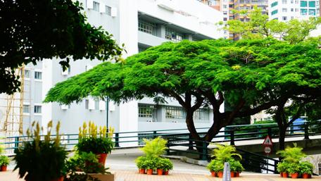 Serene Green Spaces in Urban Environments wallpaper