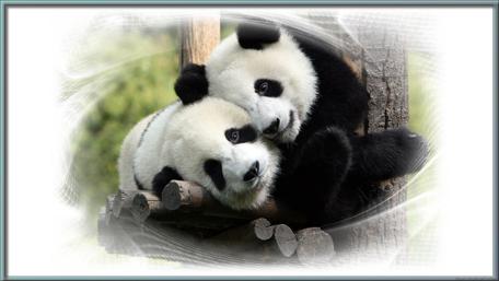 Cute Pandas Snuggling Together in Harmony wallpaper