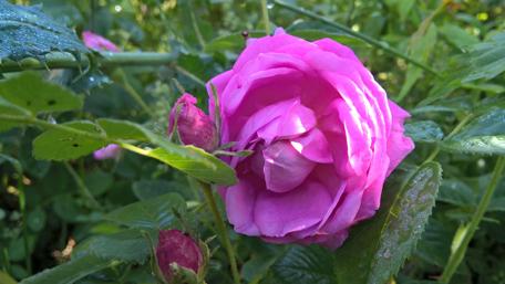 Vibrant Pink Rose in Lush Greenery wallpaper