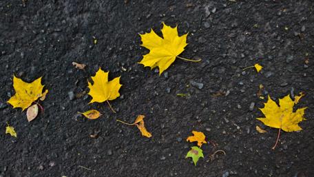 Golden Autumn Leaves on Dark Surface wallpaper