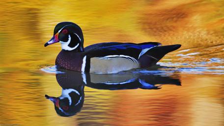 Majestic Bird of the Autumn Waters wallpaper