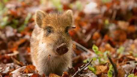 Playful Piglet Among Autumn Leaves wallpaper