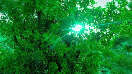Sunlight Through Lush Green Foliage wallpaper