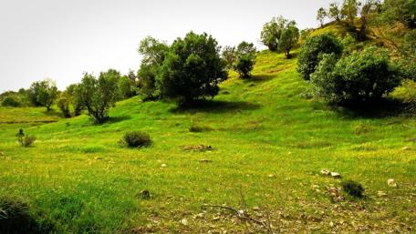 Lush Green Hills Under a Bright Sky wallpaper