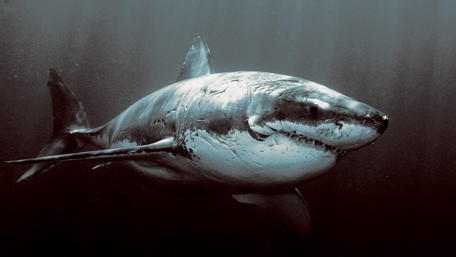 Monochrome Majesty of the Deep Sea Shark wallpaper