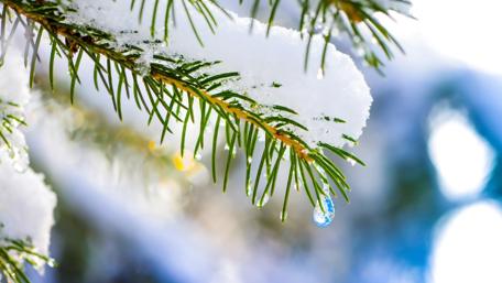 Snowy Evergreen Serenity in Winter Wonderland wallpaper