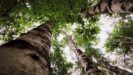 Majestic Forest Canopy View wallpaper