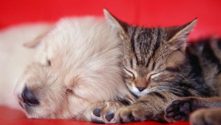 Sleeping Buddies Embrace wallpaper