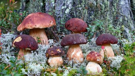 Mushrooms in Enchanted Forest Ground Covering wallpaper