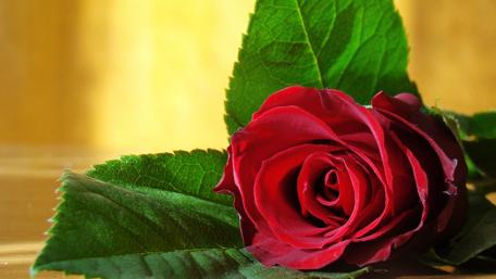 Radiant Red Rose in Nature's Embrace wallpaper