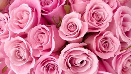 Blush of Pink Roses wallpaper